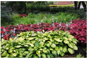 Hosta 'Red Gold' plant with vibrant red and gold foliage